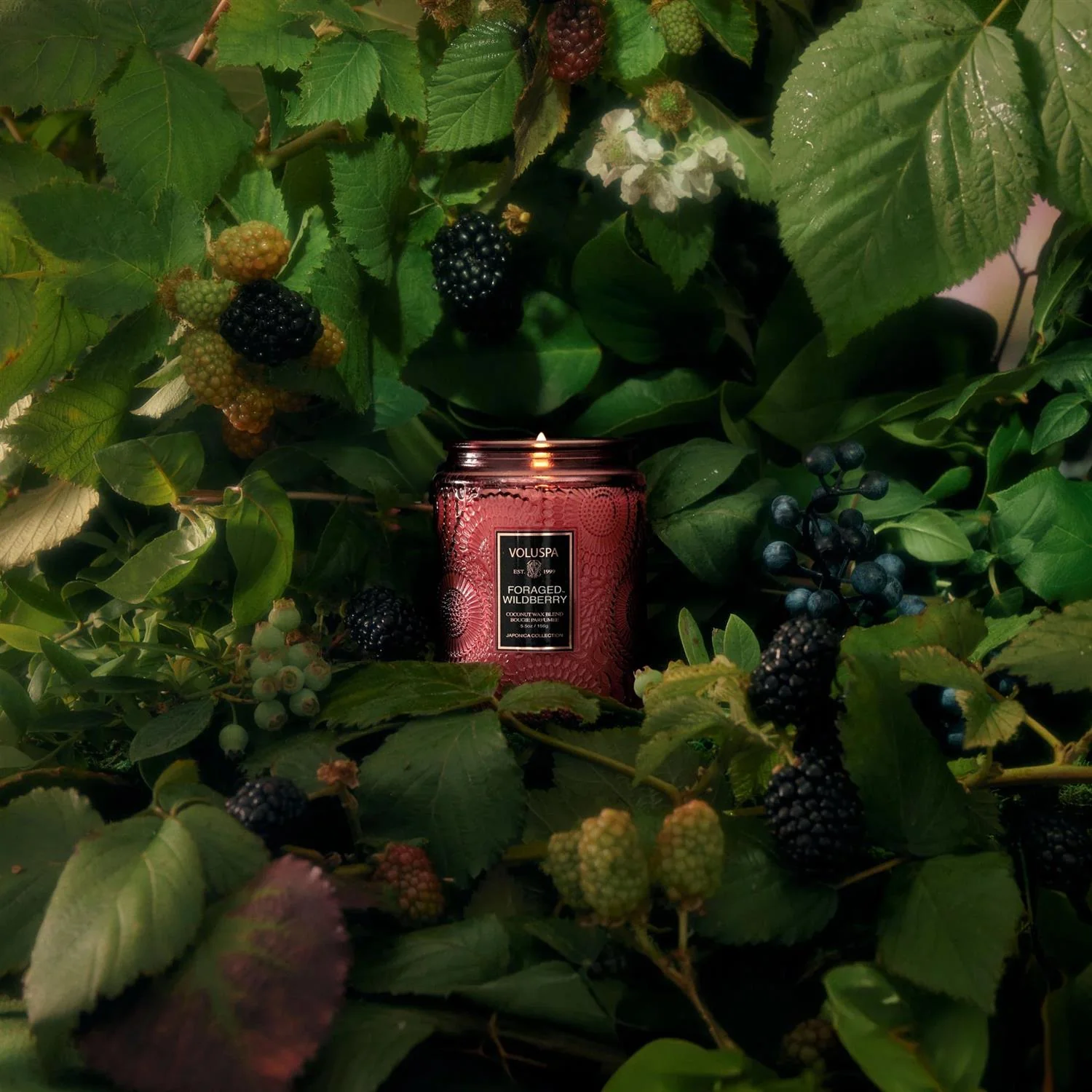 MINI GLASS JAR  Foraged Wildberry - Image 2